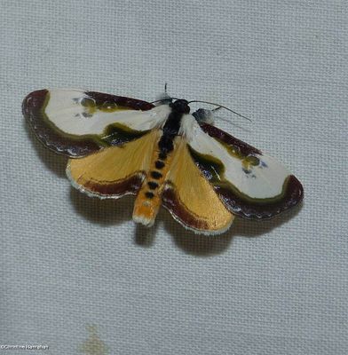 Owlet Moths (Family: Noctuidae) 8536 - 11043