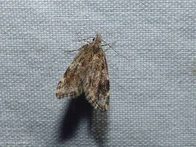 Three-spotted concealer moth  (<em>Eido trimaculella</em>), #1068