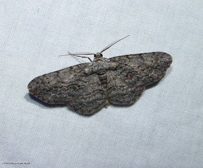 Common grey moth  (<em>Anavitrinella pampinaria</em>), #6590