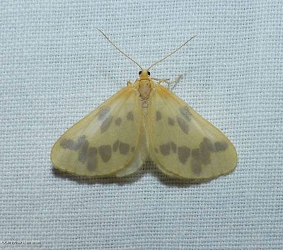 Beggar moth  (<em>Eubaphe mendica</em>), #7440