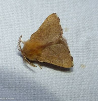 Forest tent caterpillar moth  (<em>Malacosoma disstria</em>), #7698