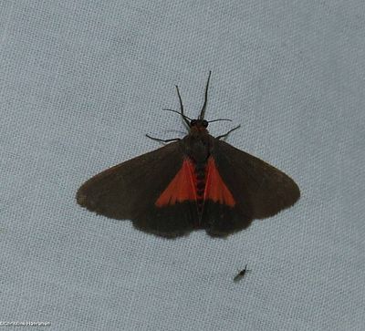 Joyful virbia moth (<em>Virbia laeta</em>), #8114