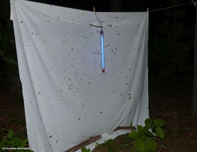 Mothing in Larose Forest