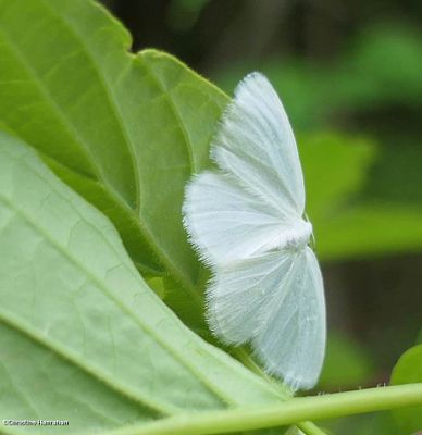 White spring moth (<em>Lomographa vestaliata</em>), #6667