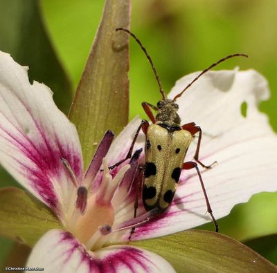Long-horned Beetles (Cerambycidae)
