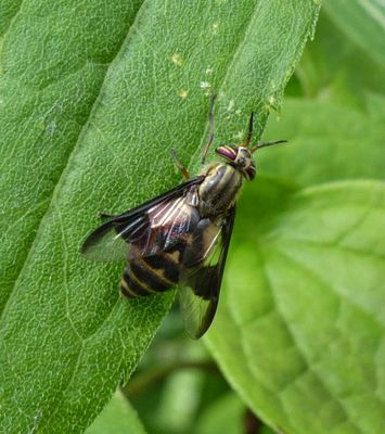 Deer Flies, Horse Flies of Larose Forest (Family: Tabanidae)