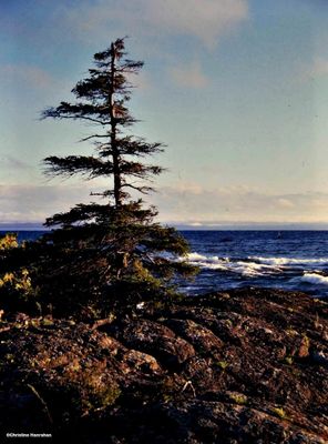 Lake Superior shoreline