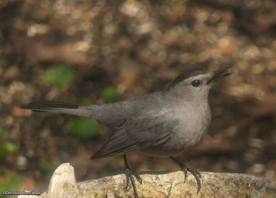 Thrashers and Gray Catbirds