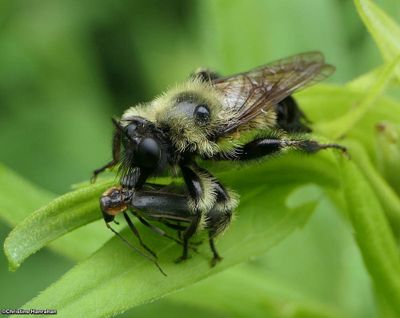 Robber Flies of Larose Forest (Family: Asilidae)