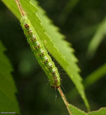Fragile dagger moth (<em>Acronicta fragilis</em>), #9241