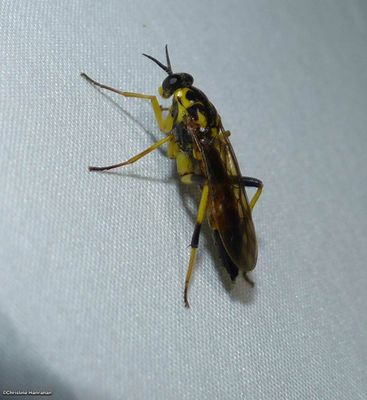 Wood soldier fly (<em>Xylomya terminalis</em>)