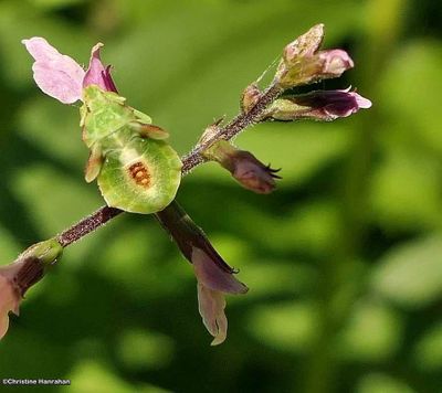 Ambush bug nymph (<em>Phymata</em>)