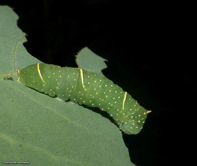 Brother moth caterpillar  (<em>Raphia frater</em>), #9193