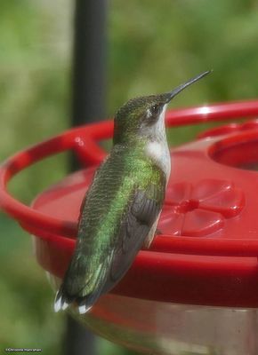 Hummingbirds