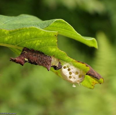 Unicorn prominent moth caterpillar (<em>Coelodasys unicornis</em>), #8007