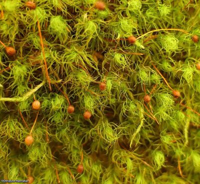 Mosses and Liverworts