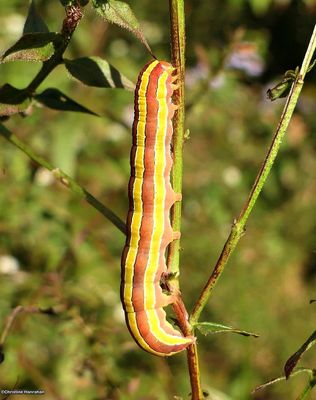 Owlet Moths and their Larva (Family: Noctuidae): 8905 - 11003.1
