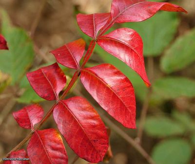 Shining sumac  (<em>Rhus copallina</em>)