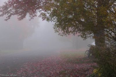 Morning mist