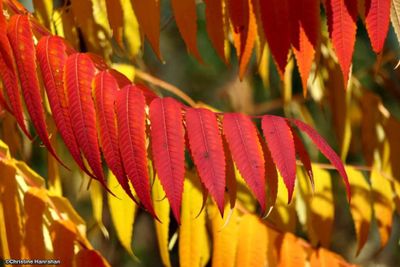 Autumn: Best of