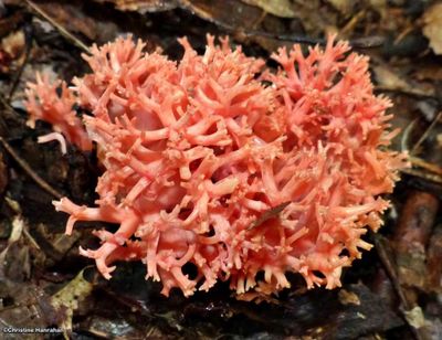 Coral Fungi