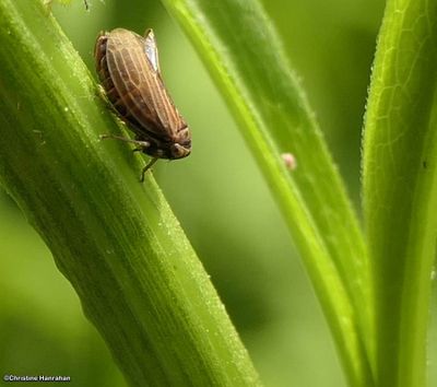 Four-spotted clover leafhopper (Agallia quadripunctata)