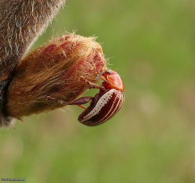 Skeletonizing Leaf and Flea Beetles (Family: Chrysomelidae, Subfamily:  Galerucinae)