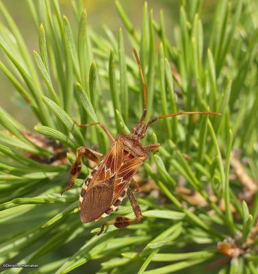 Leaf-footed Bugs (Family: Coreidae)
