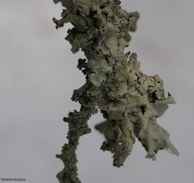 g13/50/883250/3/175319202.e1470b9a.JPEG