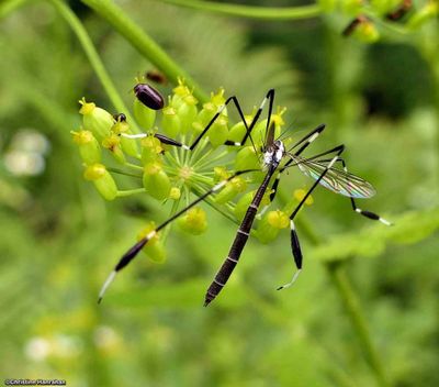 Phantom cranefly  (<em>Bittacomorpha clavipes</em>)