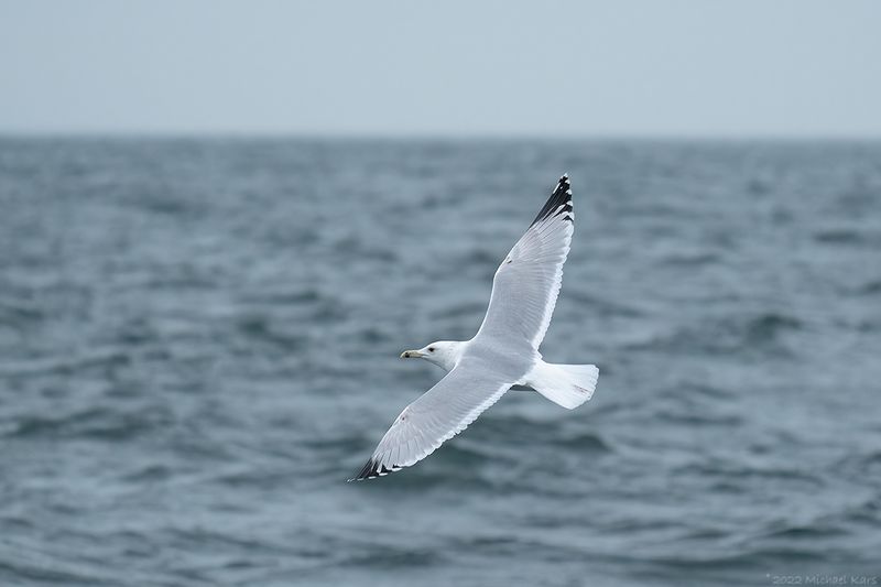 pontische meeuw - Caspian gull