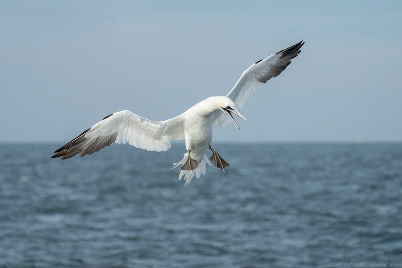 jan-van-gent - northern gannet