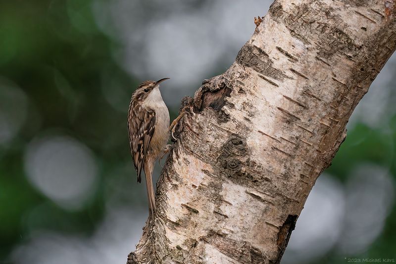 boomkruiper - short-toed treecreeper