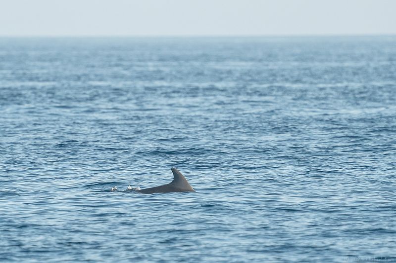 tuimelaar - bottlenose dolphin