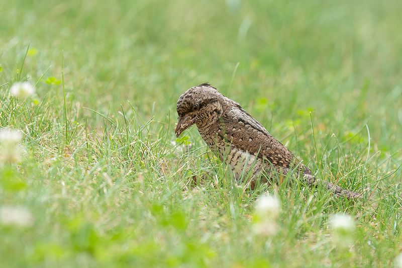 draaihals - wryneck