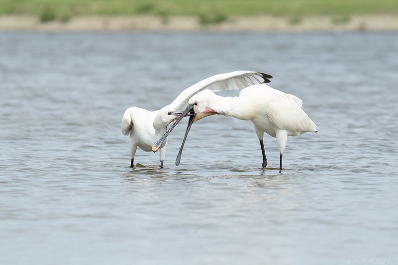 lepelaar - spoonbill