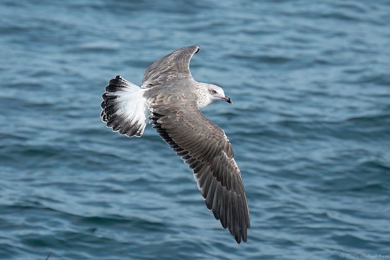 kleine mantelmeeuw - lesser black-backed gull