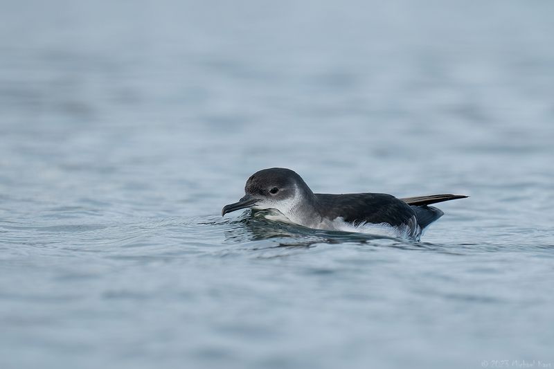 noordse pijlstormvogel - manx shearwater