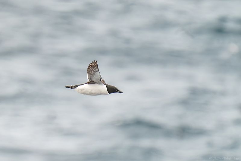 kortbekzeekoet - thick-billed murre