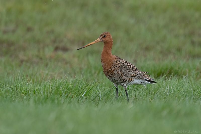 IJslandse grutto - Icelandic black-tailed godwit