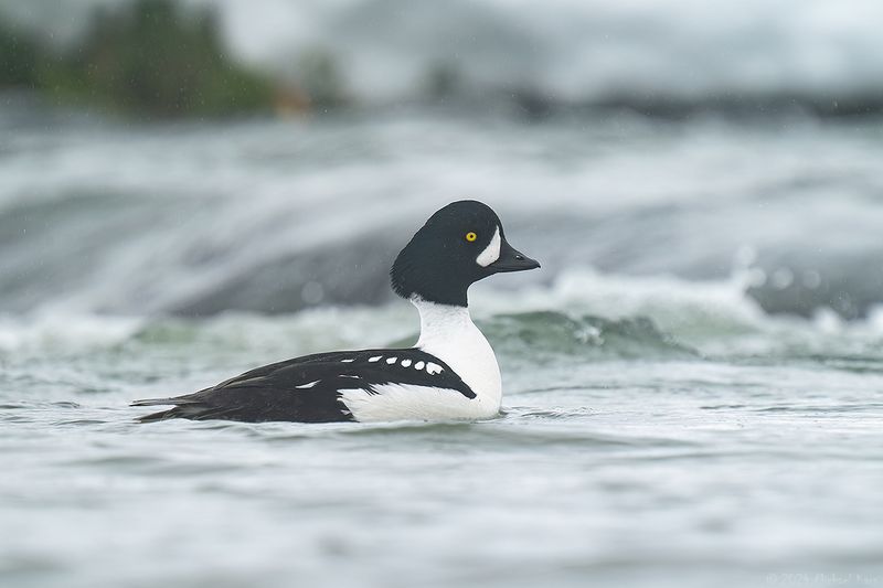 IJslandse brilduiker - Barrows goldeneye
