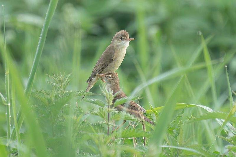 bosrietzanger - marsh warbler