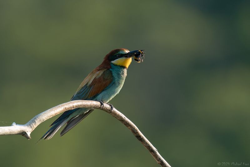 bijeneter - beeeater