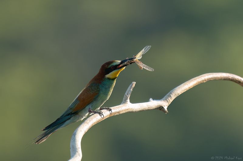 bijeneter - beeeater