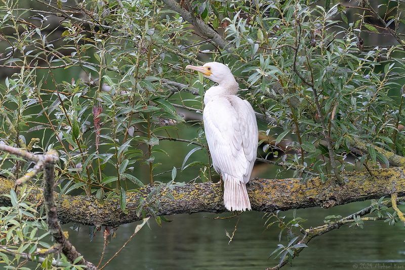 Aalscholver - great cormorant