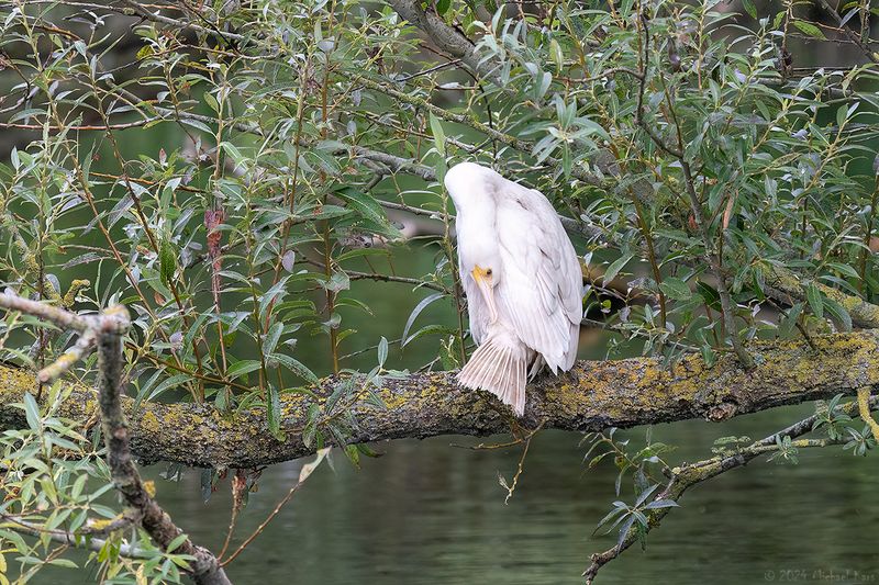 Aalscholver - Great cormorant