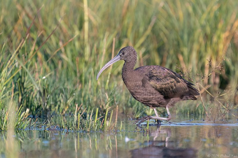 zwarte ibis - glossy ibis