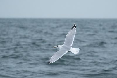 Caspian Gull - Pontische Meeuw - Larus cachinnans