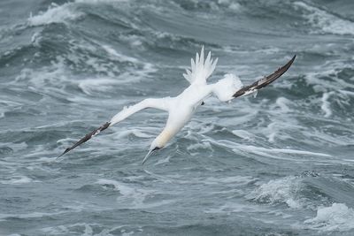 jan-van-gent - northern gannet