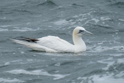 jan-van-gent - northern gannet